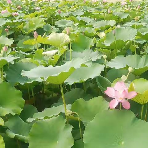 绿荷映红苞，香气满天中
