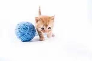 红黄蓝美术教育课堂实录之《小猫咪爱毛线球》