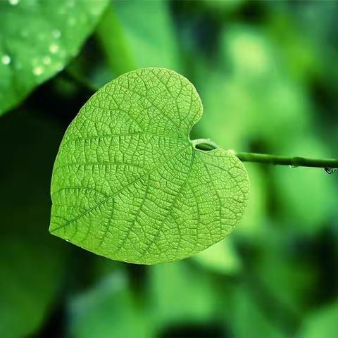 红黄蓝美术教育课堂实录之卡纸剪贴画――《叶》