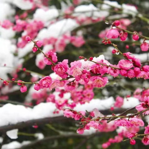 二十四节气-小雪/乌鲁木齐市第133中学弘扬中华传统文化“二十四节气-小雪”进课堂主题活动。