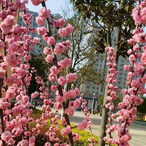 线上驰骋伴成长，“疫”样教学绽芳华——郯城县第五实验小学四年级线上教学第二周纪实