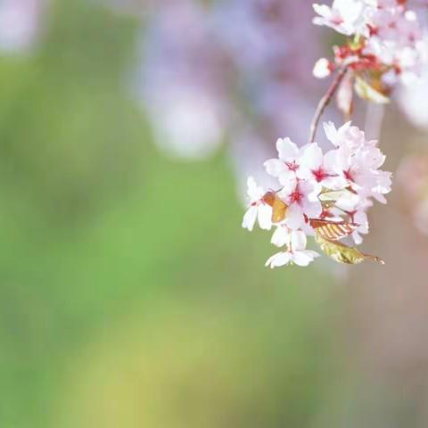 柔和（节选）——毕淑敏