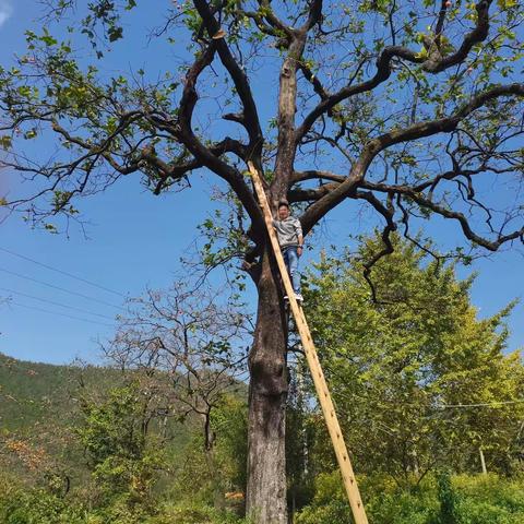 中国甜柿第一村一一錾字石村，位于 大别山南鹿的罗田县。有上百年的古柿子树五千余株。金秋硕果满枝，秋色诱人！