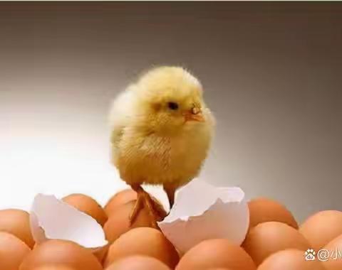 叶子老师自然教室——生命课程之孵化一只鸡