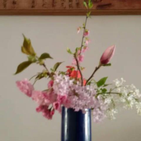 我家院子的阳春3月，让人赏心悦目。分享给我的朋友们！