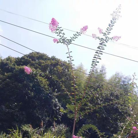 紫薇花