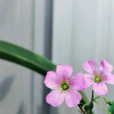 赏文观画一一刘家街学校一年级