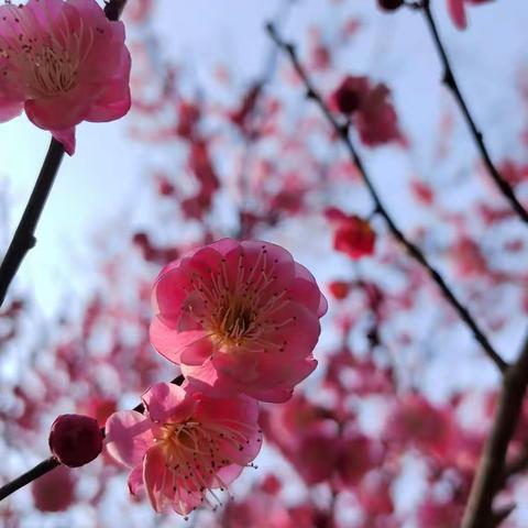 3月6号（周日）橘子洲赏梅一日游