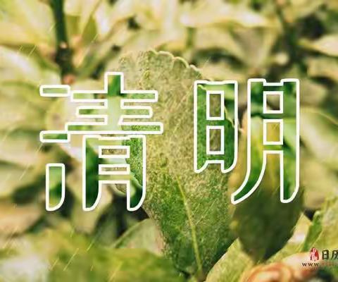 踏青 祭祖 看百花绽放