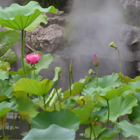 申城荷花处处有，唯数古漪品种多