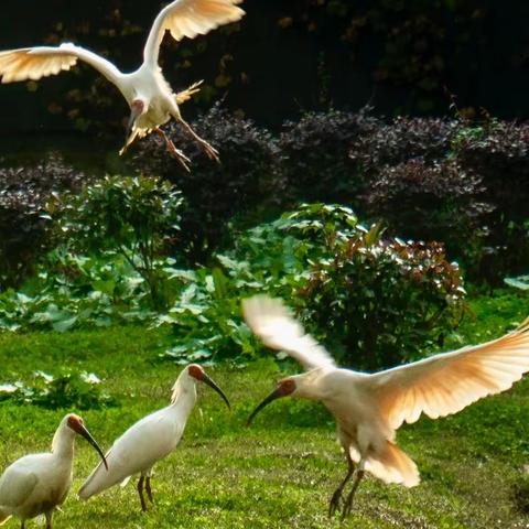 我和朱鹮的一次邂逅