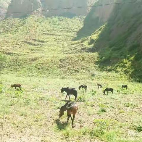 撸起袖子加油干，美丽乡村数鲁班——武山职专全体教师赴鲁班村开展帮扶工作