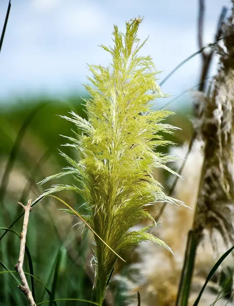 漂亮美眉马尾巴草