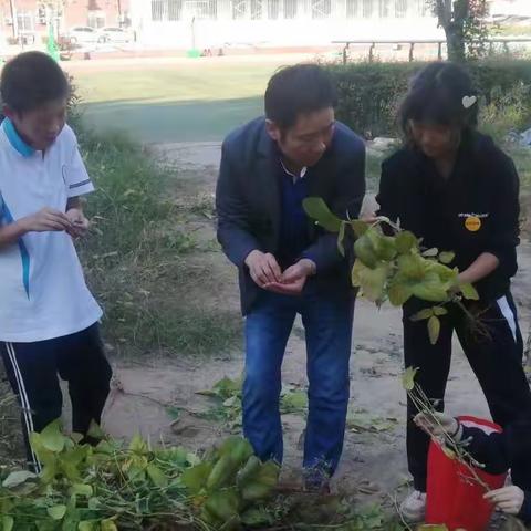 体会劳动快乐，分享丰收喜悦——西安市第六十二中学开展秋季丰收节活动