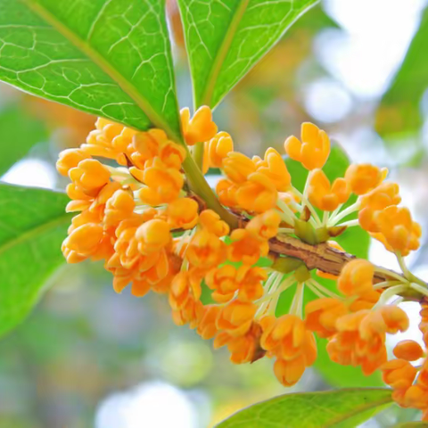 飘香桂花雨，浓浓思乡情——五年级语文组同课异构活动