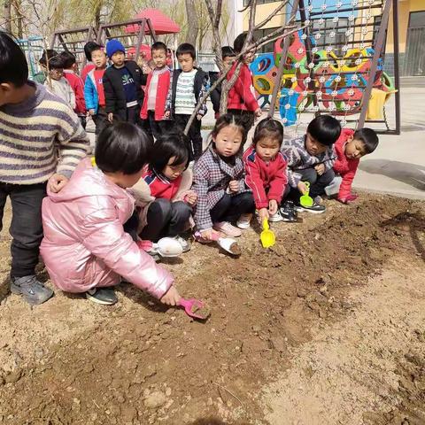 拥抱春天～播种绿色                            二朱曹幼儿园中二班种植活动