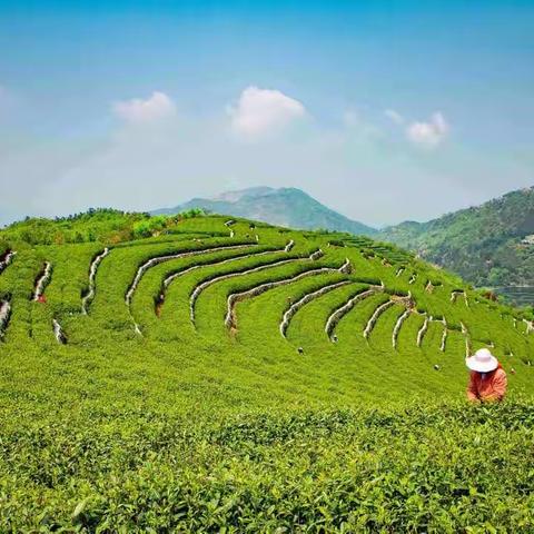 半山园『茶 • 薯』—亲子秋游记