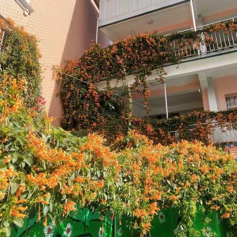 没有花香的美丽:凌霄花