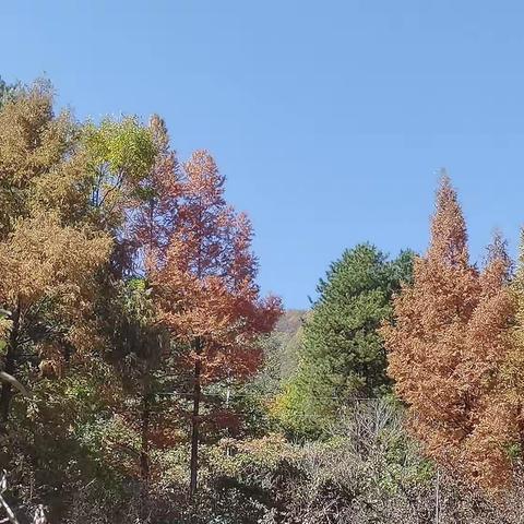 秋日美景让人陶醉