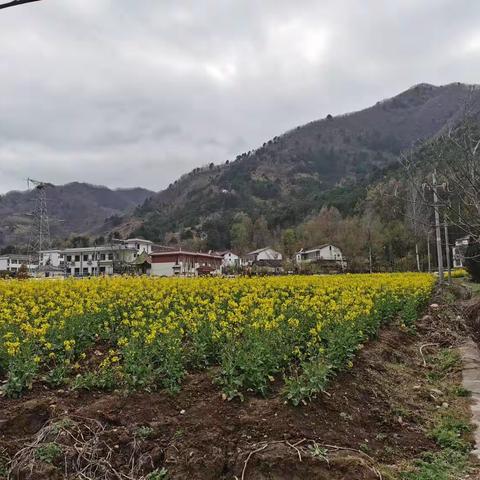 花开的时候来看我