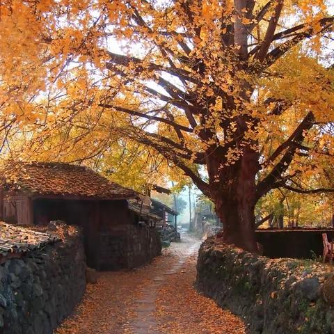 邂逅腾冲双飞一动6日，昆明大理腾冲，上海自组团，全程入住当地准四酒店。