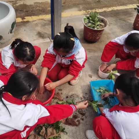 万象“耕”新，不负春光好时节——南雄市实验小学劳动实践基地春耕活动