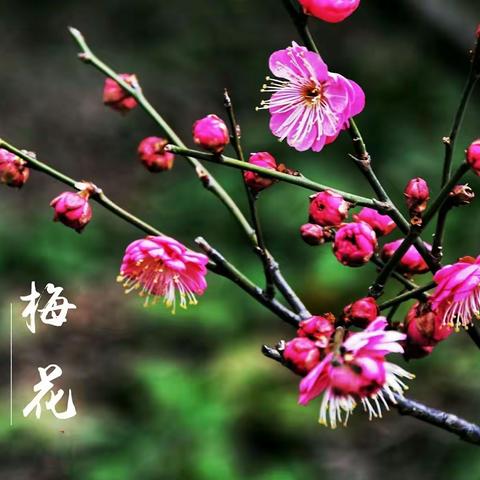 心若阳光，生活芳香