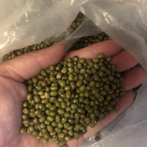 绿豆芽生长观察记录