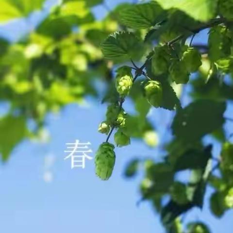 我为春天添抹绿----慧泉中学（含小学部）七年级主题实践活动