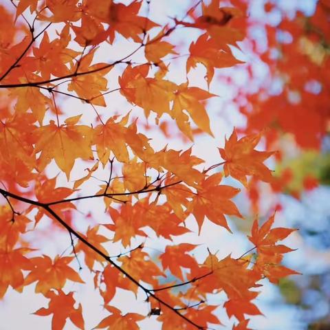 🍂遇见秋天——幼儿园里的秋天🌾