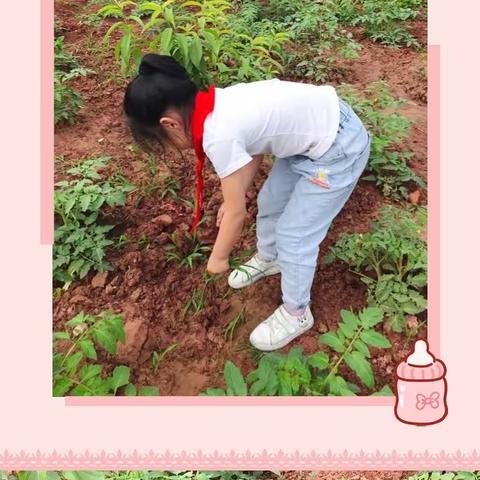 【我劳动  我快乐】——峰高中心小学三年级3班劳动实践活动