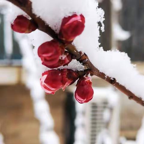 阳春飘雪