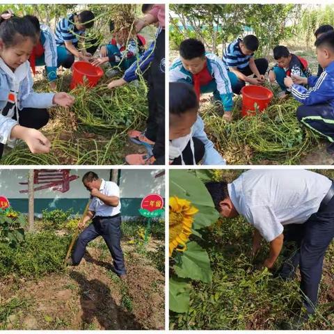 “喜迎丰收，欢度国庆” 大庄子小学实践基地献礼丰收节（二）