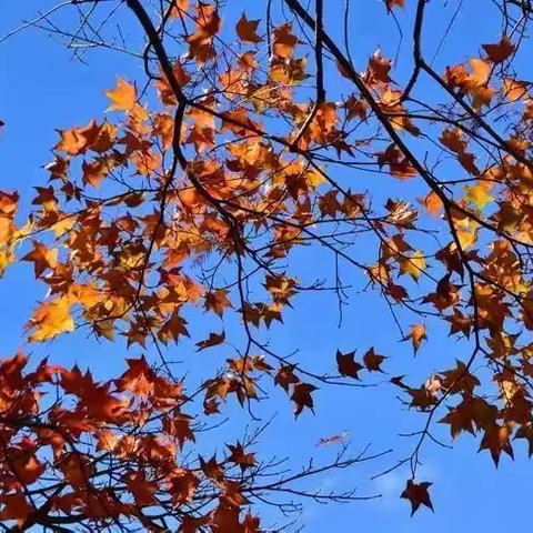 唯君独傲凌霜里，万木萧萧叶正红。