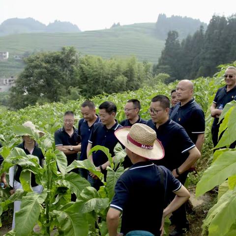 全市烤烟生产田间观摩评价融入“新标准”