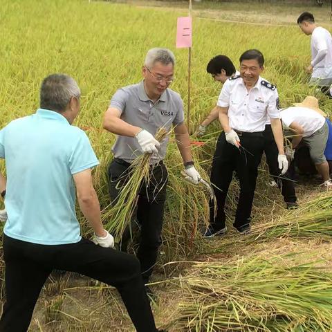 水稻丰收庆“百年”大鹏新区举办百亩水稻收割活动