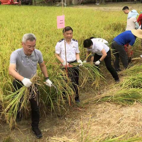 水稻丰收献礼建党“百年”大鹏新区举办“百亩稻田丰收节”开幕仪式