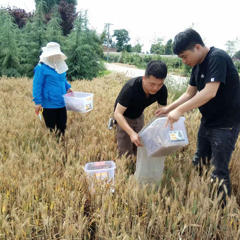 周至县农村农业局土肥站积极开展国家土壤环境监测网农产品产地土壤环境监测农产品样品采集工作