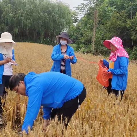 周至县农业农村局土肥站采收冬小麦肥料利用率试验