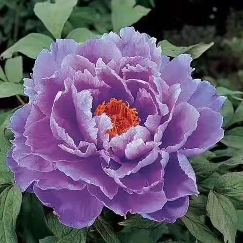 唯有牡丹真国色