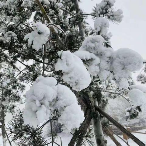 蓝百合的美篇