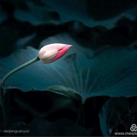 小荷尖角曳乡音