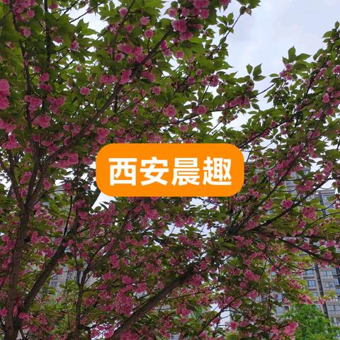 西安晨趣：一人之行，静赏落花与鸟鸣