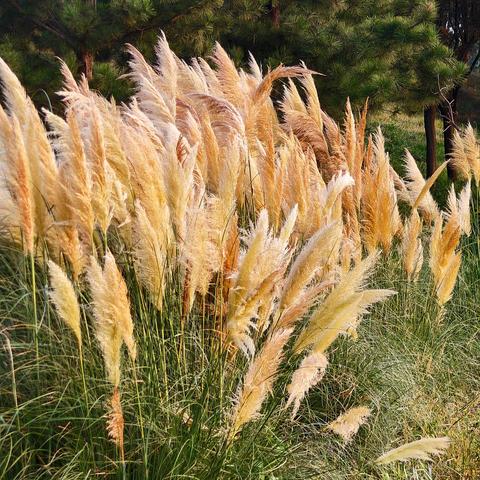 秸秆之梦，自然之约，作者：魏玮，2025年9月