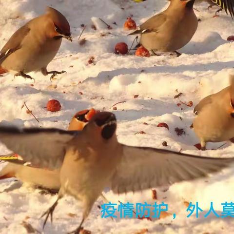 抗疫宣传画（太平鸟版）