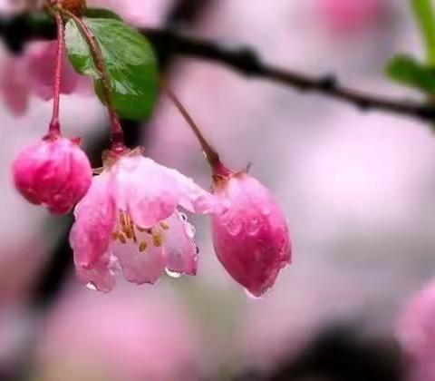 携一缕春雨的芬芳  凝一份教育的真情  武强县教育管理干部（第四组）培训