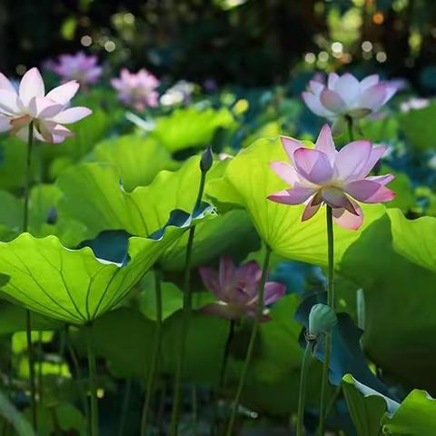 热闹的夏天