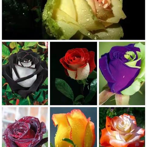 暖意飞扬，致全天下母亲节日快乐——麻兰小学五年级一班。