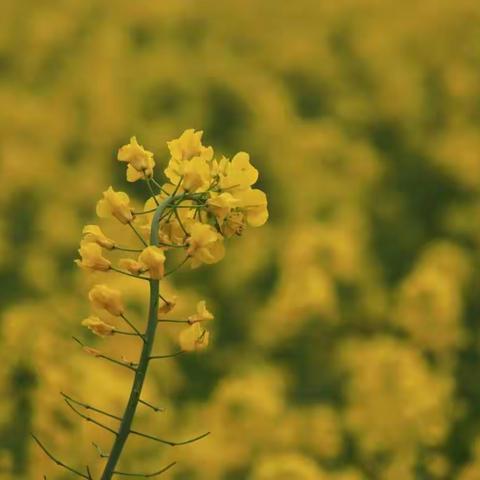 上海菜花节