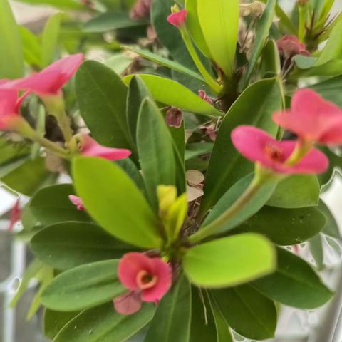 小花点缀露台      迎来秋天盛景
